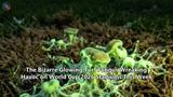 The Bizarre Glowing Turf Fungus Wreaking Havoc on World Cup 2026 Stadiums This Week