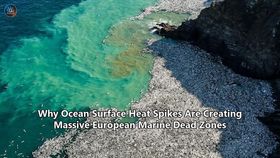 Why Ocean Surface Heat Spikes Are Creating Massive European Marine Dead Zones