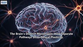 The Brain's Distinct Messengers: How Separate Pathways Drive Neural Plasticity.