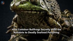 How Common Bullfrogs Secretly Hold the Antidote to Deadly Seafood Poisoning