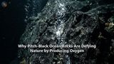 Why Pitch-Black Ocean Rocks Are Defying Nature by Producing Oxygen