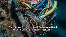 The Bizarre Deep-Sea Snail Evolving to Build Its Shell Out of Broken Internet Cables