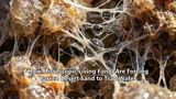 How Microscopic Living Fungi Are Forcing Barren Desert Sand to Trap Water
