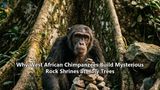 Why West African Chimpanzees Build Mysterious Rock Shrines at Holy Trees