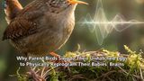Why Parent Birds Sing to Their Unhatched Eggs to Physically Reprogram Their Babies’ Brains