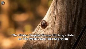 The Hidden Tropical Viruses Hitching a Ride on This Week's Early Bird Migration
