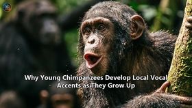 Why Young Chimpanzees Develop Local Vocal Accents as They Grow Up