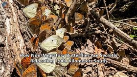 How Non-Migratory Butterflies Are Secretly Relocating 1,000 Kilometers South