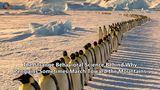 The Strange Behavioral Science Behind Why Penguins Sometimes March Toward the Mountains