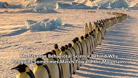 The Strange Behavioral Science Behind Why Penguins Sometimes March Toward the Mountains