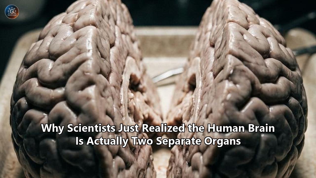 Why Scientists Just Realized the Human Brain Is Actually Two Separate Organs