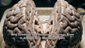 Why Scientists Just Realized the Human Brain Is Actually Two Separate Organs