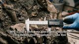 Why a Lost 9-Inch Bone Just Ended a Decades-Long Debate Over Megalodon's True Size