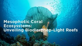 Mesophotic Coral Ecosystems: Unveiling Biodiversity in Deep-Light Reefs.