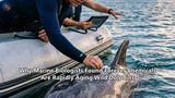 Why Marine Biologists Found Forever Chemicals Are Rapidly Aging Wild Dolphins