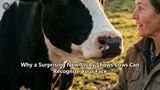 Why a Surprising New Study Shows Cows Can Recognize Your Face