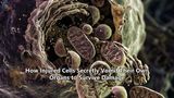 How Injured Cells Secretly Vomit Their Own Organs to Survive Damage