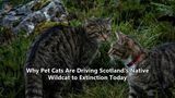 Why Pet Cats Are Driving Scotland's Native Wildcat to Extinction Today