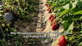 Why Wrapping Strawberries in Military Fabric Just Tripled Farm Harvests