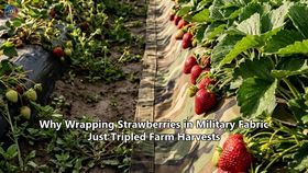 Why Wrapping Strawberries in Military Fabric Just Tripled Farm Harvests