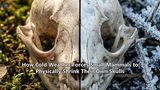 How Cold Weather Forces Small Mammals to Physically Shrink Their Own Skulls
