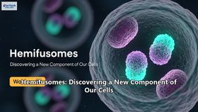 Hemifusomes: Discovering a New Component of Our Cells
