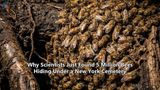 Why Scientists Just Found 5 Million Bees Hiding Under a New York Cemetery