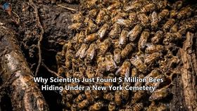 Why Scientists Just Found 5 Million Bees Hiding Under a New York Cemetery