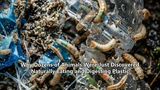 Why Dozens of Animals Were Just Discovered Naturally Eating and Digesting Plastic