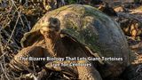 The Bizarre Biology That Lets Giant Tortoises Live for Centuries