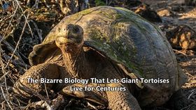 The Bizarre Biology That Lets Giant Tortoises Live for Centuries