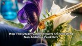How Two Deadly Garden Flowers Are Unlocking Non-Addictive Painkillers