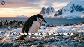 The Microsleep Marathon: Survival Napping in Chinstrap Penguins