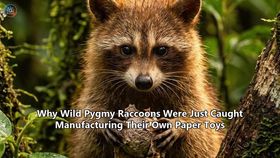 Why Wild Pygmy Raccoons Were Just Caught Manufacturing Their Own Paper Toys