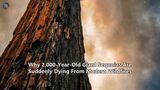 Why 2,000-Year-Old Giant Sequoias Are Suddenly Dying From Modern Wildfires