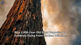 Why 2,000-Year-Old Giant Sequoias Are Suddenly Dying From Modern Wildfires