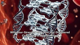 Why Four-Stranded DNA Was Just Discovered Circulating in Human Blood