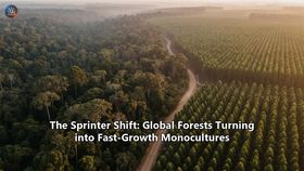 The Sprinter Shift: Global Forests Turning into Fast-Growth Monocultures