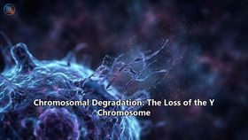 Chromosomal Degradation: The Loss of the Y Chromosome