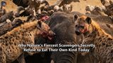 Why Nature's Fiercest Scavengers Secretly Refuse to Eat Their Own Kind Today
