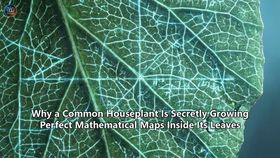 Why a Common Houseplant Is Secretly Growing Perfect Mathematical Maps Inside Its Leaves