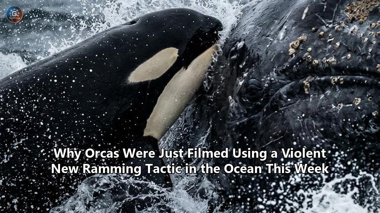 Why Orcas Were Just Filmed Using a Violent New Ramming Tactic in the Ocean This Week