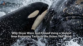 Why Orcas Were Just Filmed Using a Violent New Ramming Tactic in the Ocean This Week