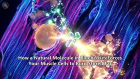 How a Natural Molecule in Blueberries Forces Your Muscle Cells to Burn Stored Fat