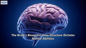 The Brain's Blueprint: How Structure Dictates Mental Abilities