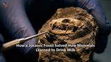 How a Jurassic Fossil Solved How Mammals Learned to Drink Milk