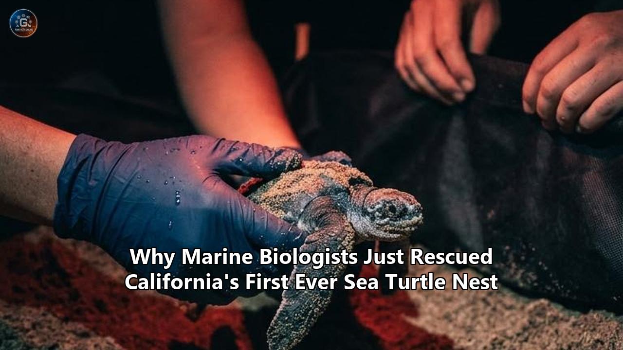 Why Marine Biologists Just Rescued California's First Ever Sea Turtle Nest