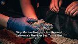 Why Marine Biologists Just Rescued California's First Ever Sea Turtle Nest