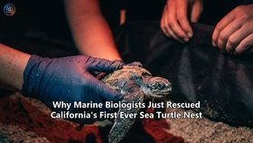 Why Marine Biologists Just Rescued California's First Ever Sea Turtle Nest