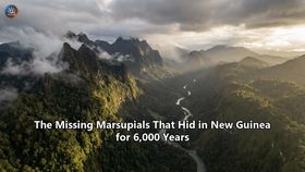 The Missing Marsupials That Hid in New Guinea for 6,000 Years